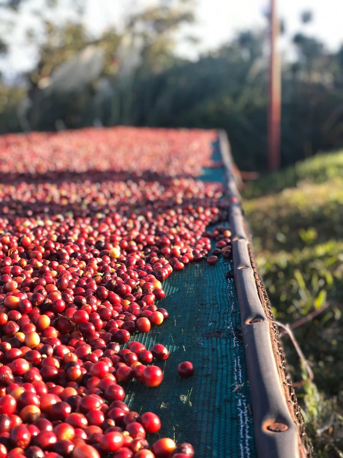 Costa Rica Single Origin